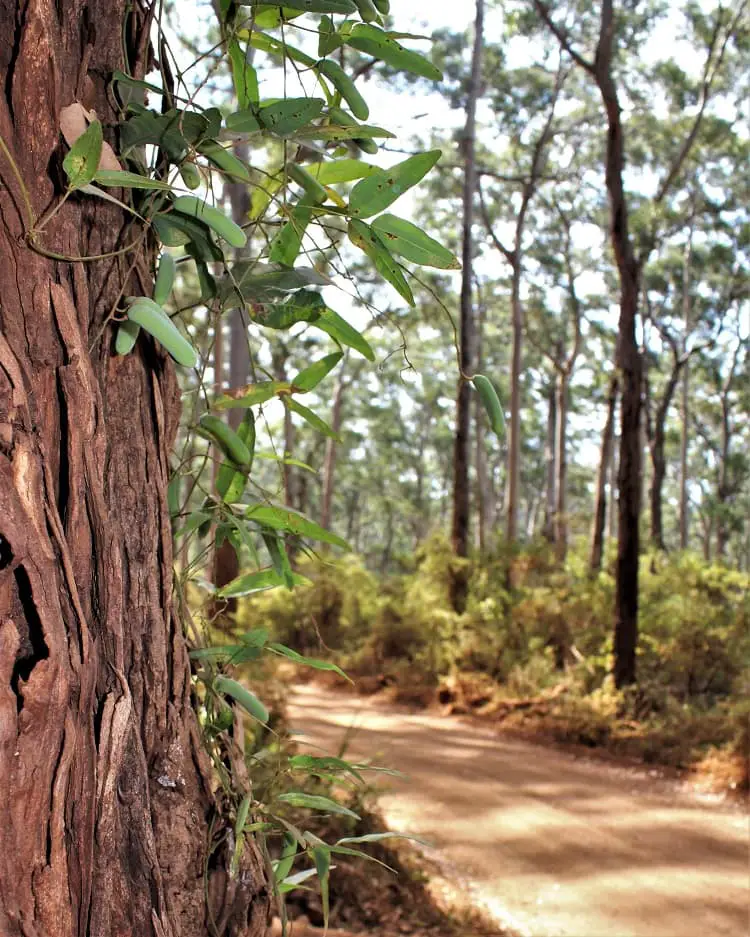 Beautiful forest walk in Margaret River, WA.