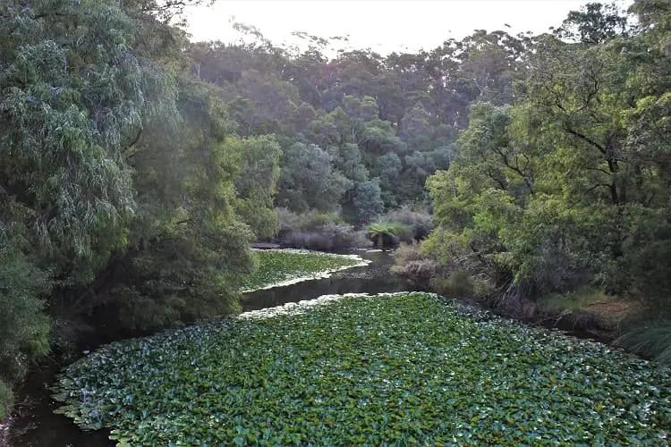 Beautiful lake on a nature walk in Margaret River.