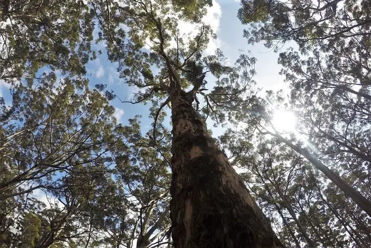 Looking up at trees at Wharncliffe Mill in Western Australia.