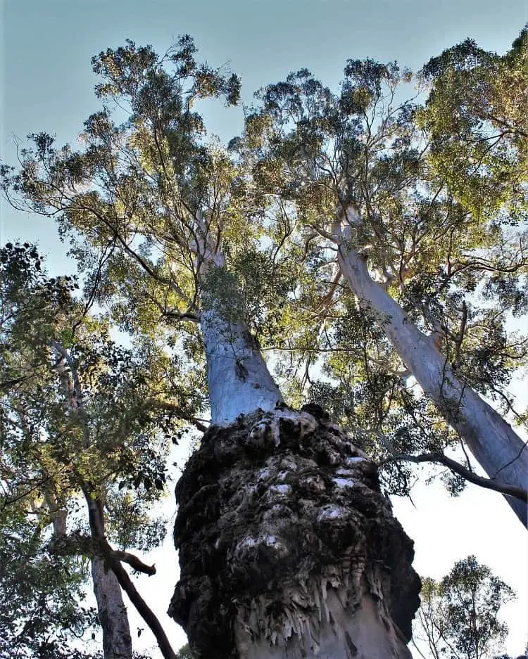 Looking up the Marianne North Tree on the Karri Drive Explorer.