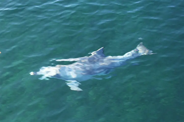 A dolphin underwater in Dunsborough.