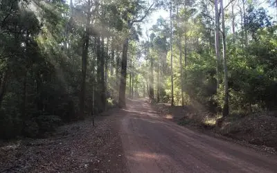 Beautiful Karri Forest Explorer Drive in Pemberton WA