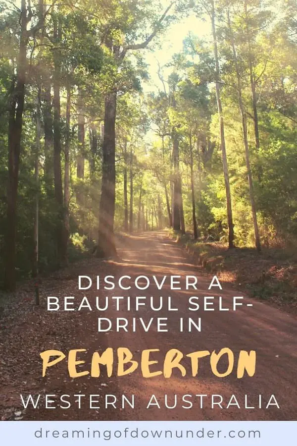A self-drive to explore Tall Timber Country in Pemberton Western Australia. See highlights of the 86km Karri Forest Explorer Drive through the Southern Forests of Pemberton WA, including climbing the Dave Evans Bicentennial tree & camping at Big Brook Arboretum.