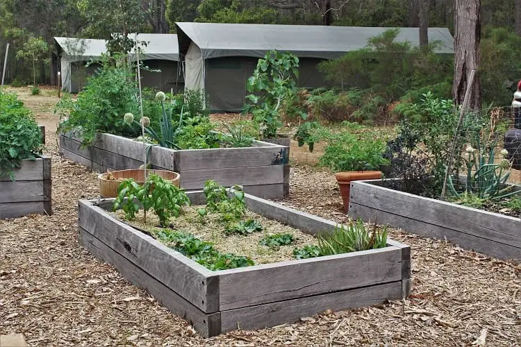 Vegetable garden at RAC Margaret River eco accommodation.