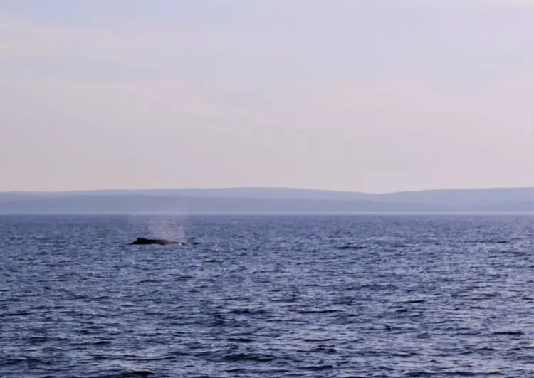 Whale arcing out of the water in WA.