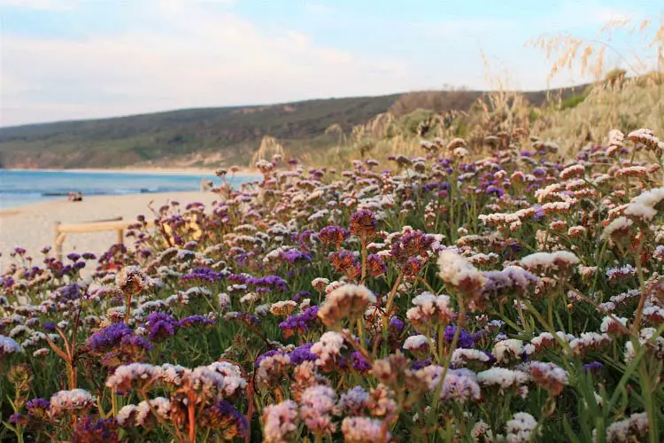 Pink wildflowers at Yallingup Beach, Western Australia.