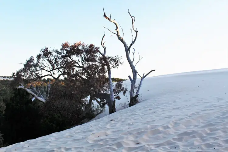 Visit Yeagarup Sand Dunes near Pemberton, Western Australia. Find out how to visit these stunning dunes in D'Entrecasteaux National Park WA by foot or 4WD, where to camp, and see amazing sunset pictures.