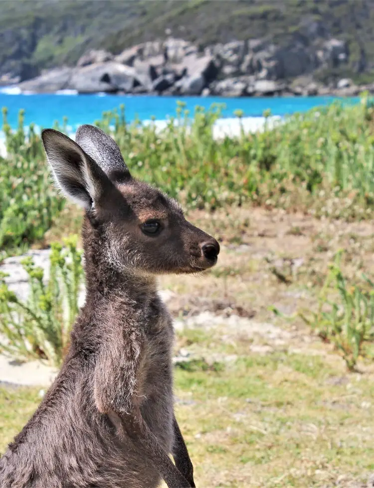 My awesome night at Shelley Beach camping ground in Cape West Howe National Park, WA, one of the most beautiful campsites in Western Australia. Read how I met and an orphaned baby kangaroo and why I spent two hours with my arm down a compost toilet!