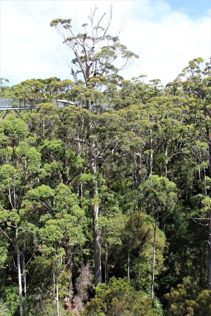 Visit the famous Valley of the Giants Australia, a 40 metre-high tree top walk in Walpole WA that lets you admire the vast height of the ancient red tingle trees, some over 400 years old, that are found nowhere else in the world apart from the Walpole Wilderness region of Western Australia.