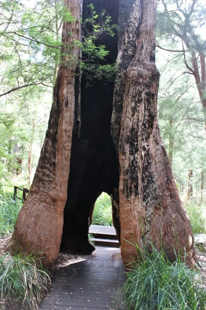 Visit the famous Valley of the Giants Australia, a 40 metre-high tree top walk in Walpole WA that lets you admire the vast height of the ancient red tingle trees, some over 400 years old, that are found nowhere else in the world apart from the Walpole Wilderness region of Western Australia.