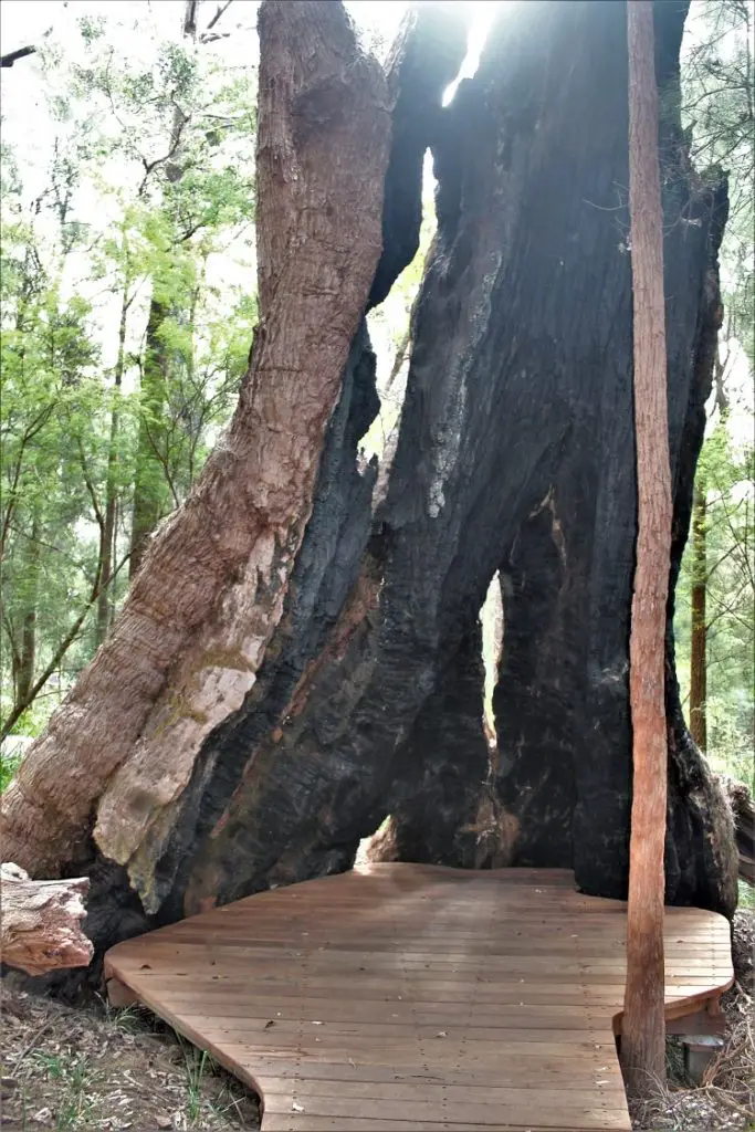 Visit the famous Valley of the Giants Australia, a 40 metre-high tree top walk in Walpole WA that lets you admire the vast height of the ancient red tingle trees, some over 400 years old, that are found nowhere else in the world apart from the Walpole Wilderness region of Western Australia.