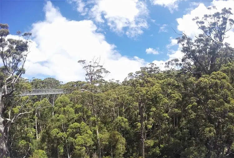 Visit the famous Valley of the Giants Australia, a 40 metre-high tree top walk in Walpole WA that lets you admire the vast height of the ancient red tingle trees, some over 400 years old, that are found nowhere else in the world apart from the Walpole Wilderness region of Western Australia.