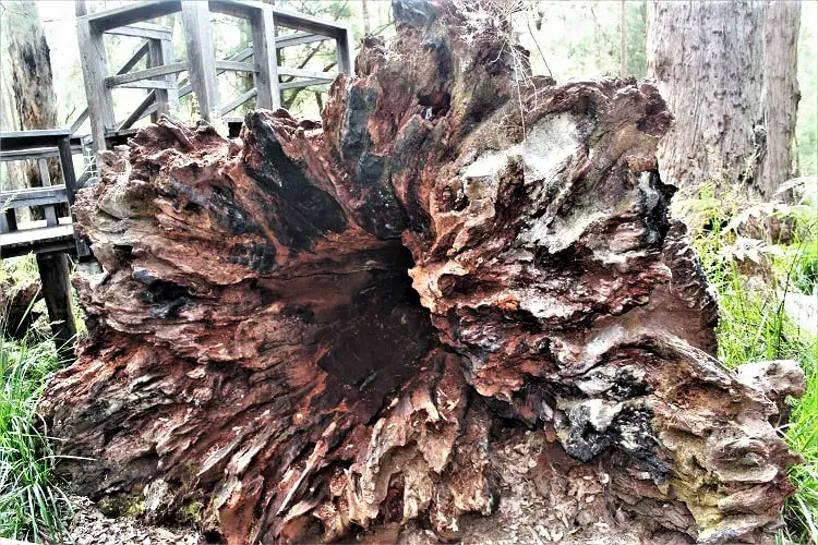 Visit the famous Valley of the Giants Australia, a 40 metre-high tree top walk in Walpole WA that lets you admire the vast height of the ancient red tingle trees, some over 400 years old, that are found nowhere else in the world apart from the Walpole Wilderness region of Western Australia.