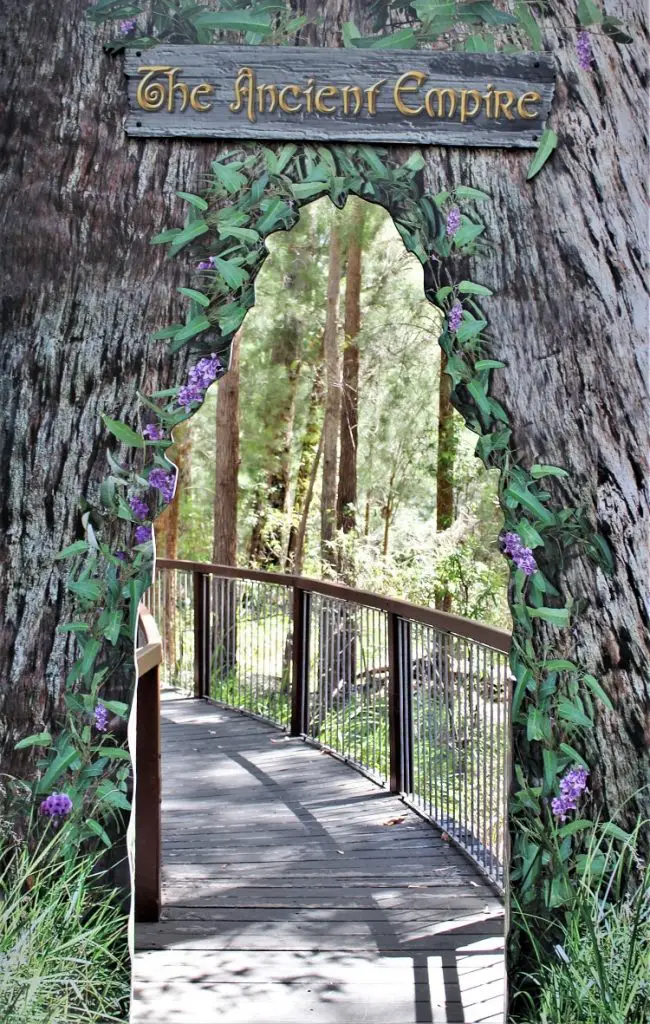 Visit the famous Valley of the Giants Australia, a 40 metre-high tree top walk in Walpole WA that lets you admire the vast height of the ancient red tingle trees, some over 400 years old, that are found nowhere else in the world apart from the Walpole Wilderness region of Western Australia.