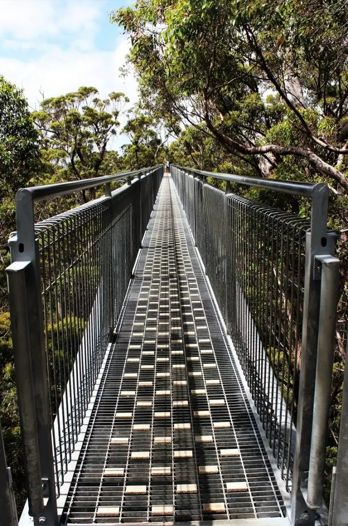 Visit the famous Valley of the Giants Australia, a 40 metre-high tree top walk in Walpole WA that lets you admire the vast height of the ancient red tingle trees, some over 400 years old, that are found nowhere else in the world apart from the Walpole Wilderness region of Western Australia.