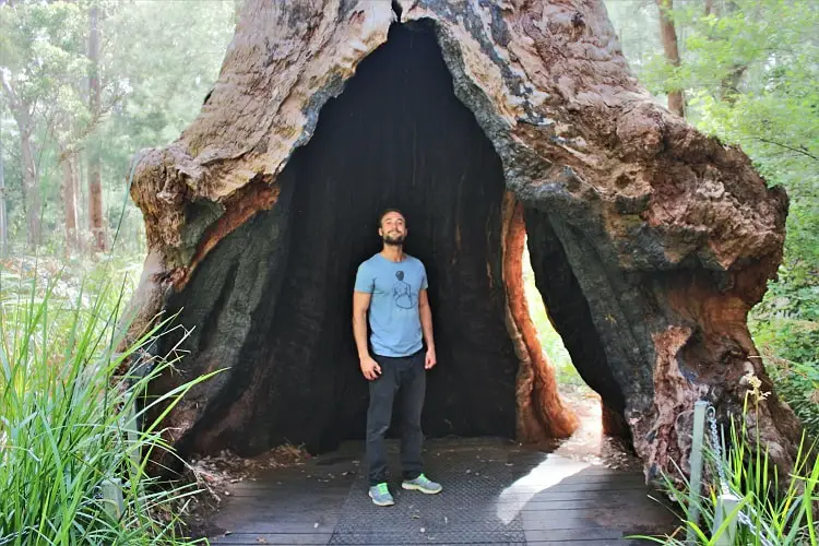 Visit the famous Valley of the Giants Australia, a 40 metre-high tree top walk in Walpole WA that lets you admire the vast height of the ancient red tingle trees, some over 400 years old, that are found nowhere else in the world apart from the Walpole Wilderness region of Western Australia.