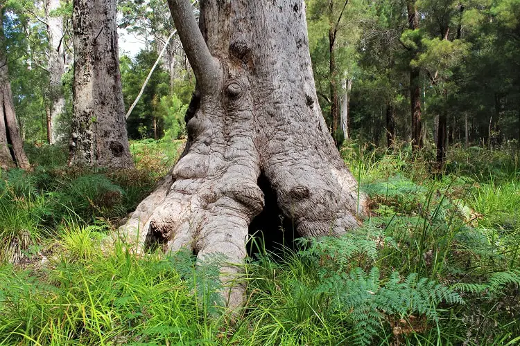 Visit the famous Valley of the Giants Australia, a 40 metre-high tree top walk in Walpole WA that lets you admire the vast height of the ancient red tingle trees, some over 400 years old, that are found nowhere else in the world apart from the Walpole Wilderness region of Western Australia.