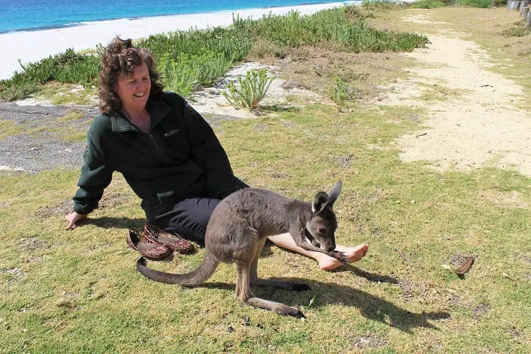 My awesome night at Shelley Beach camping ground in Cape West Howe National Park, WA, one of the most beautiful campsites in Western Australia. Read how I met and an orphaned baby kangaroo and why I spent two hours with my arm down a compost toilet!