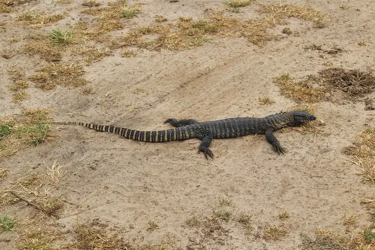 A goanna at a beach in Australia.