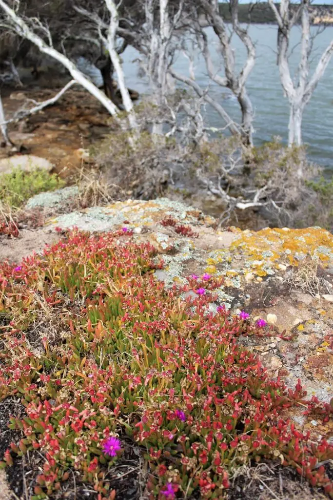 Beautiful lake and wild flowers at Millers Point Reserve camping ground, WA.