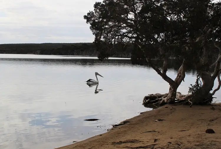 A pelican on the water at Millers Point Reserve in WA.