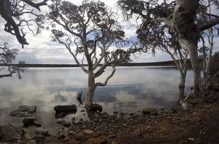 Millers Point Reserve: reflections in the lake on a cloudy day.