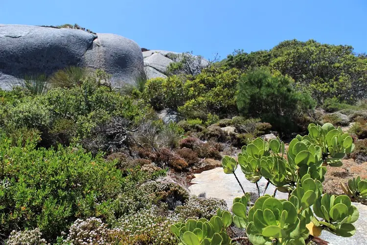 WA flora on the Isthmus Hill track in Torndirrup National Park, Australia.