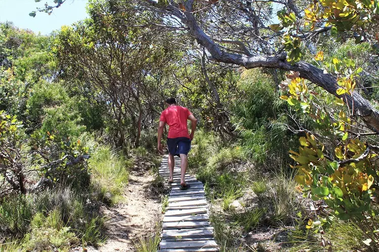 A backpacker hiking the Isthmus Hill track in Albany.