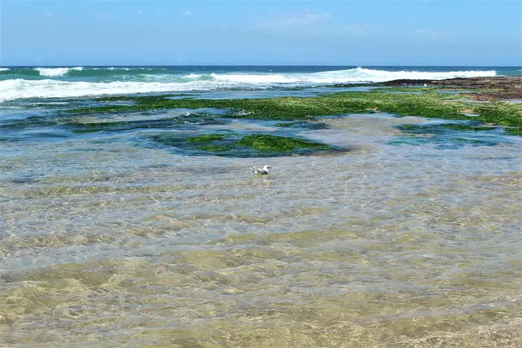 Seagull in the ocean at Austinmer Beach.