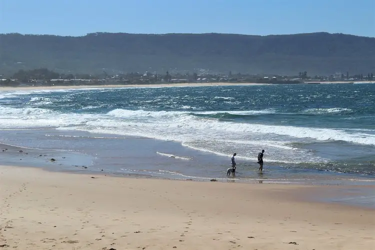 Two people and a dog paddling at beautiful Bellambi Beach.