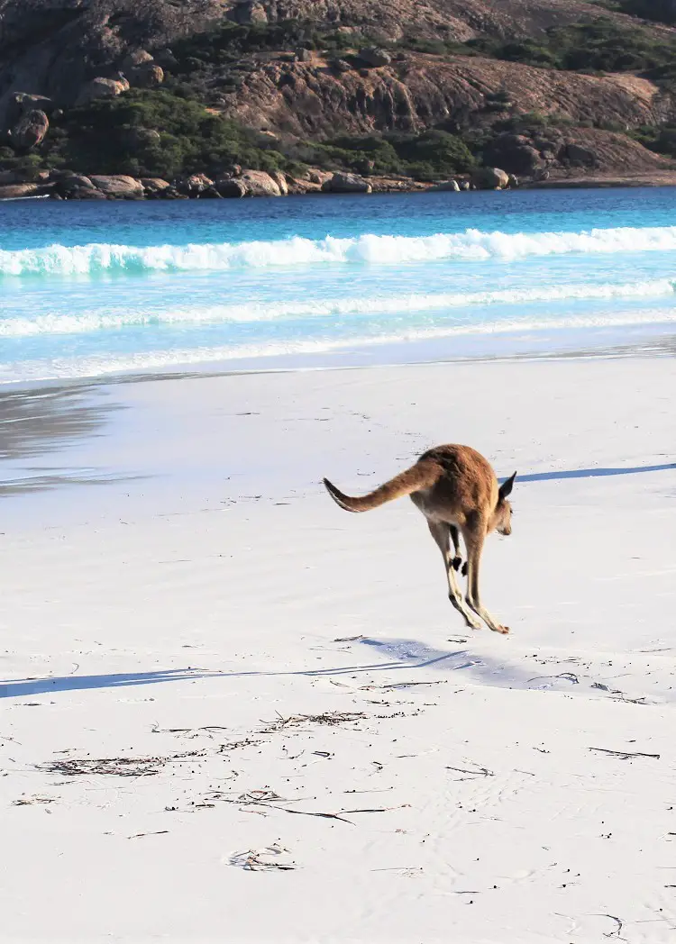 The best things to do in Esperance, Western Australia, a coastal town known for its stunning white beaches such as Lucky Bay, home to wild kangaroos. Find out where to go walking and camping in beautiful Cape Le Grand National Park and how to see a pink lake!