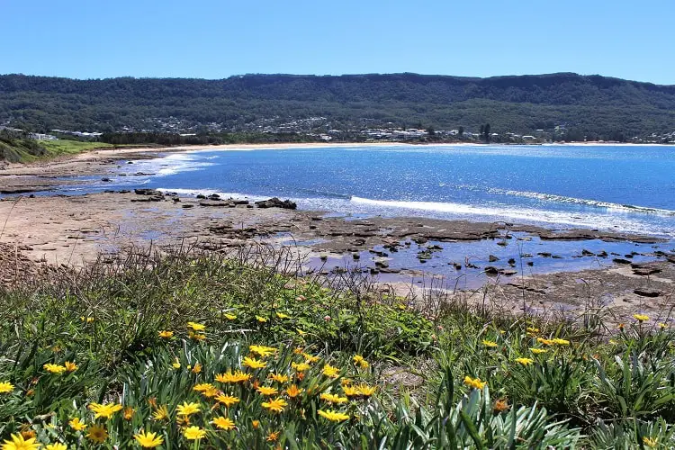 Gorgeous view of McCauley's Beach from Sandon Point: yellow flowers, beach and hills.