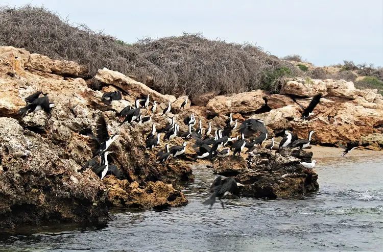 Lots of black and white sea birds on some rocks in Australia.