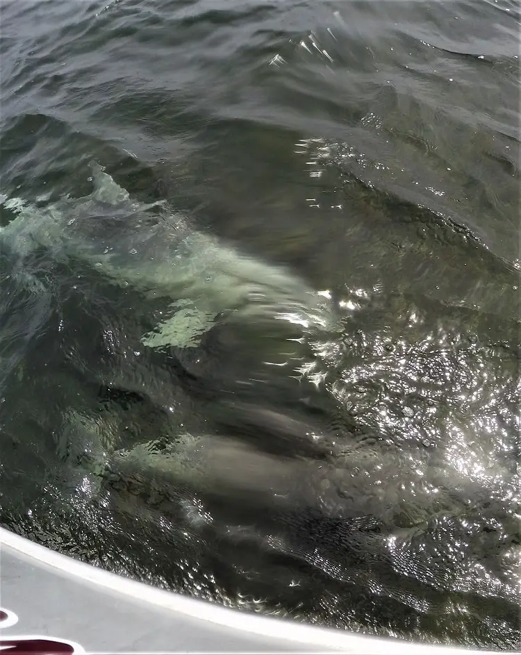 A dolphin underwater in Baird Bay, South Australia.