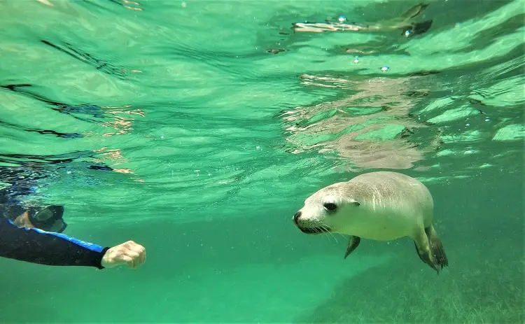 A curious sea lion investigating a swimmer on the Baird Bay swim.