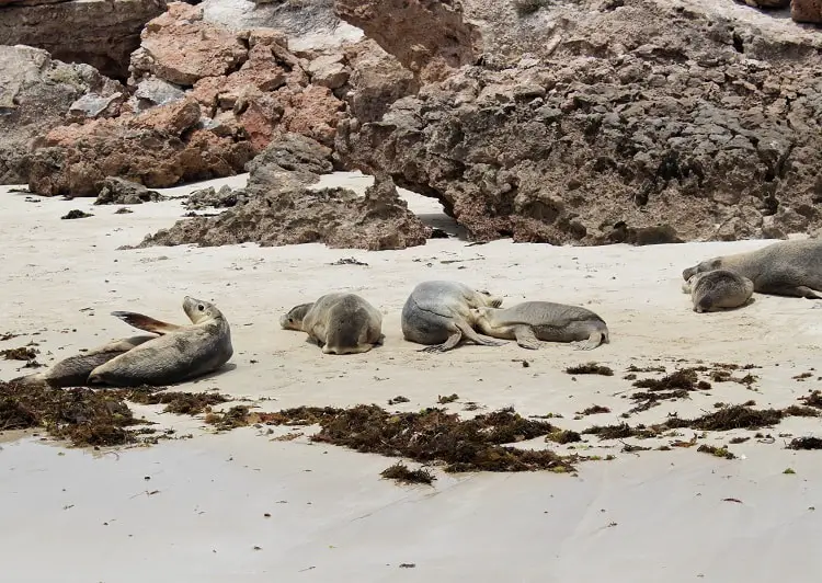 Australian sea lions basking on a beach.