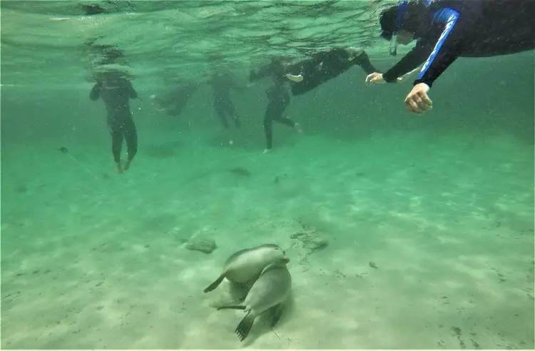 Australian sea lions playing together at the bottom of the ocean, with swimmers watching.