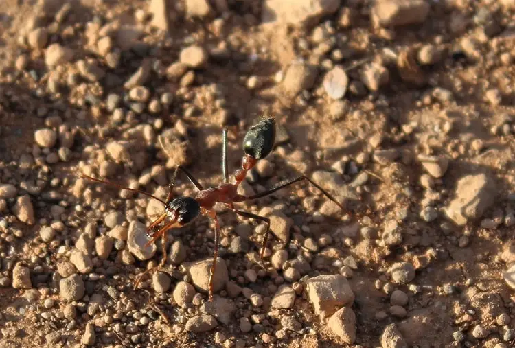 Bull ant in the Australian outback.