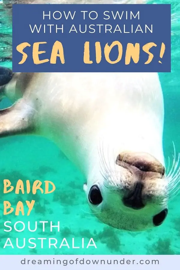 Swim with sea lions and dolphins in South Australia on the Baird Bay Ocean Eco Experience. Read my review of this intimate, family-run tour at a remote village on the Eyre Peninsula, and see amazing pictures of how you can interact with these playful creatures!