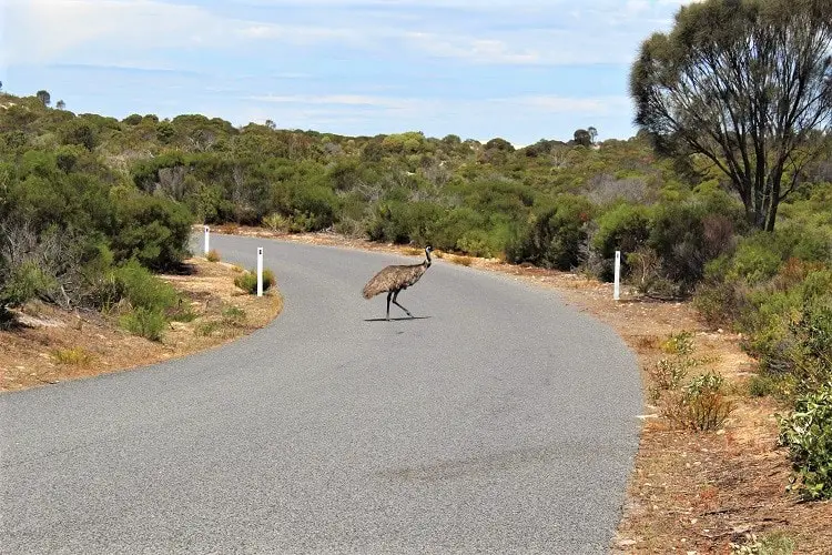 An emu crossing the road in Coffin Bay, SA.
