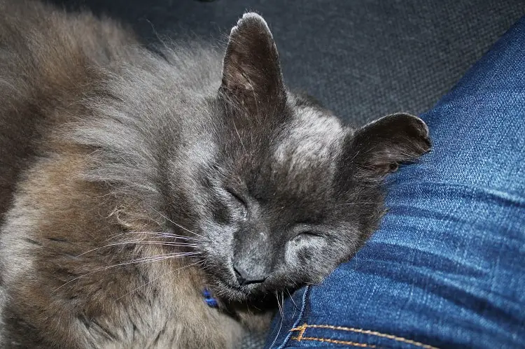 A fluffy grey cat asleep on a pet sitter's lap. Learn how to become a cat sitter in 10 easy steps!
