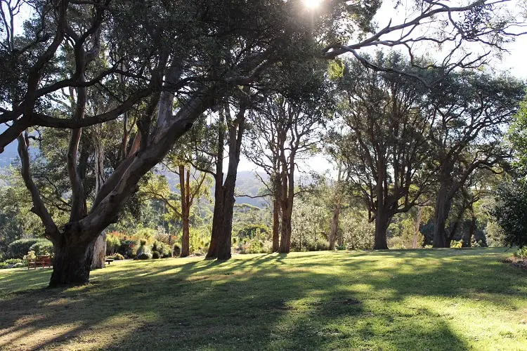 Dappled sunlight through the trees at Wollongong Botanic Gardens.