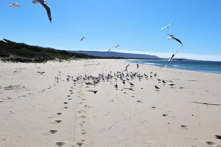 Seagulls at Puckeys Beach, NSW.