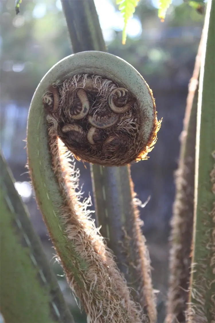 Australian tree fern.