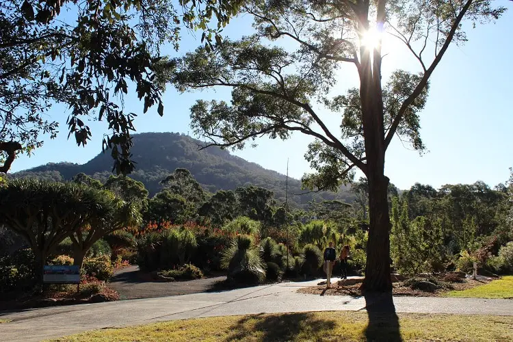 Sun through the trees at Wollongong Botanic Gardens.