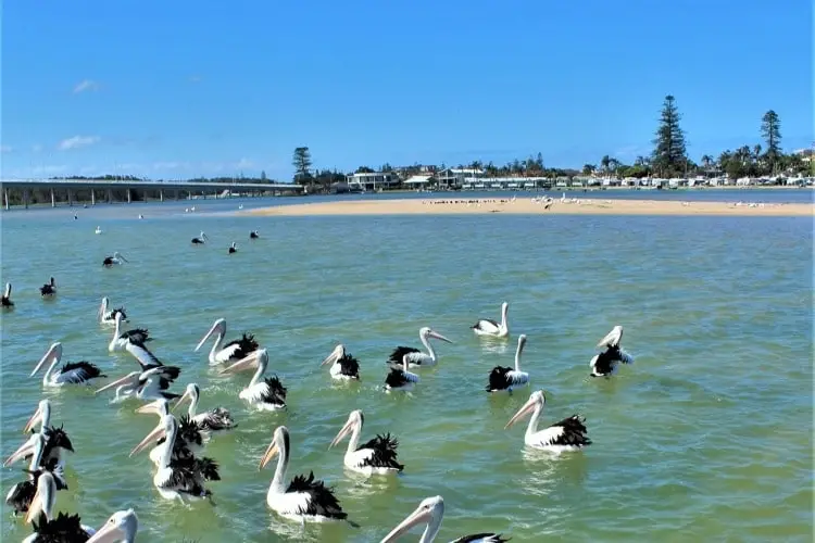 Lots of pelicans at The Entrance, NSW.