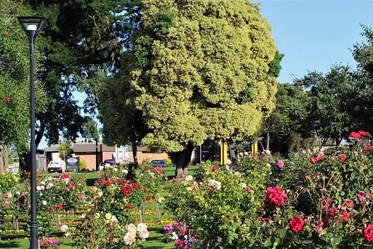 Beautiful rose garden in bloom at Cave Gardens, Mount Gambier.