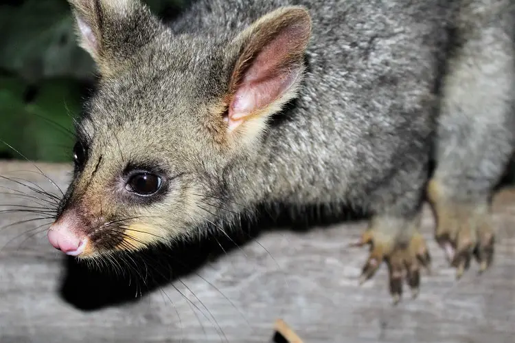 A possum at Umpherston Sinkhole in Mount Gambier, Australia.