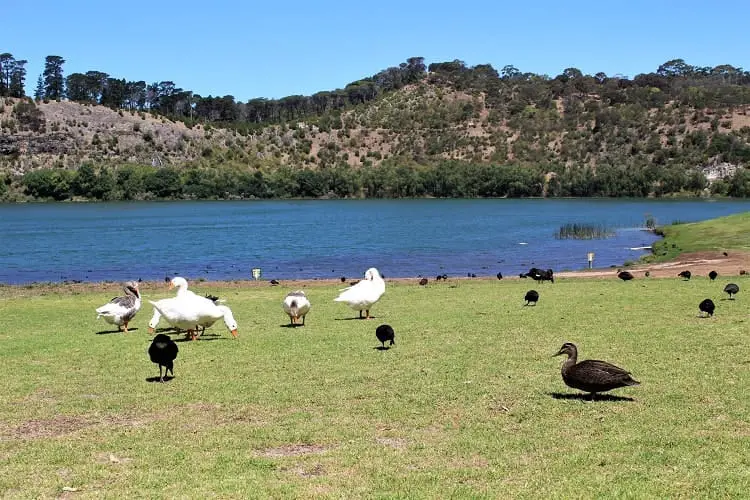 Ducks and geese at Valley Lake, SA.