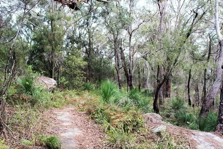 Enjoy a Sydney day trip to car-free Dangar Island in the Hawkesbury River. Relax on Bradleys Beach, eat at Dangar Island Cafe and hike through the forest.